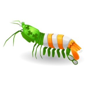 Irish Mantis Shrimp